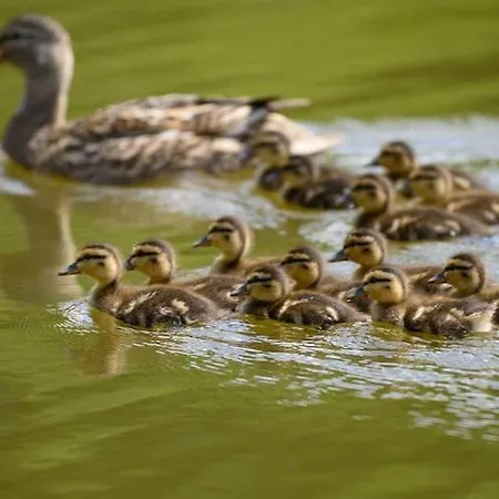 Single-story By The Pond No 6 بيت للعطل *